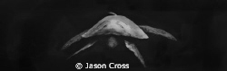 Black and White Honu by Jason Cross 